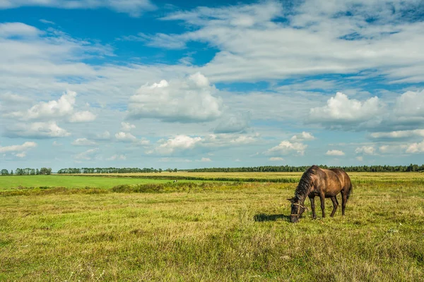 Horse on field rural view — Stock Photo, Image