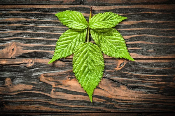 Feuille verte sur planche de bois vintage vue du dessus — Photo