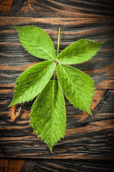 Yeşil yaprak eski ahşap tahta üzerinde — Stok fotoğraf