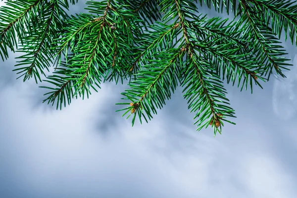 Grüne Kiefer Zweig Auf Weißem Hintergrund — Stockfoto