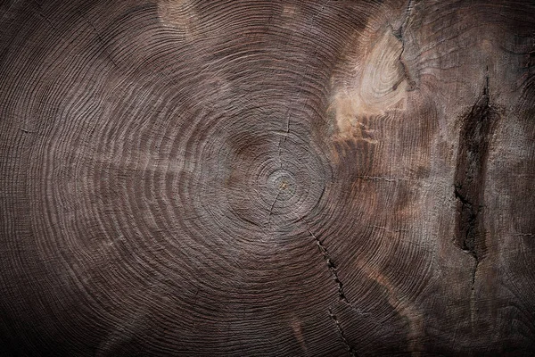 Sezione trasversale del tronco d'albero con trama — Foto Stock