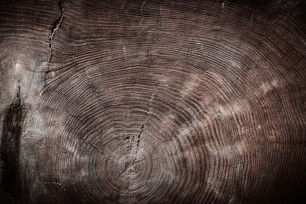 vintage wood texture cross section of tree trunk