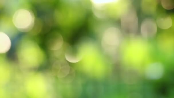 Motion Focus Green Spriing Leafy Bokeh — Stock Video