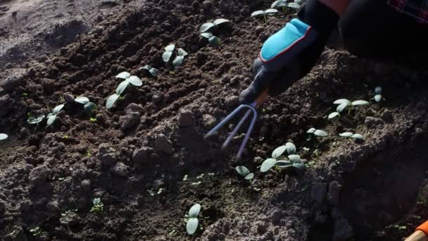Afrouxamento Jardineiro Solo Com Garfo Mão Metálico Para Cultivar Plantas — Vídeo de Stock