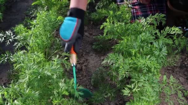 Χέρι Κηπουρού Φορώντας Γάντια Εργασίας Σκάψιμο Χώμα Φτυάρι Χέρι Για — Αρχείο Βίντεο
