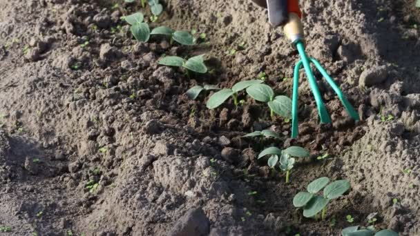 Ogrodnik Dbający Młode Rośliny Ogórka Rosnące Gleby Ogrodzie Rolnik Kopanie — Wideo stockowe