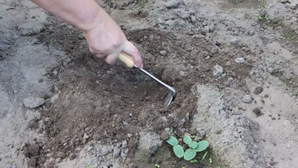 Sehr Naher Blick Auf Die Arbeit Eines Gärtnerehepaares Hand Eines — Stockvideo