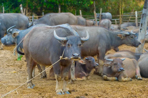 Vista Cercana Del Rebaño Búfalos Pai Tailandia —  Fotos de Stock