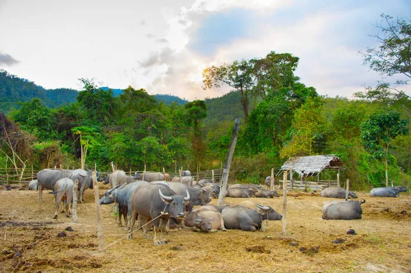 Herd Domestic Buffalo Sunset Pai Thailand — Stock Photo, Image