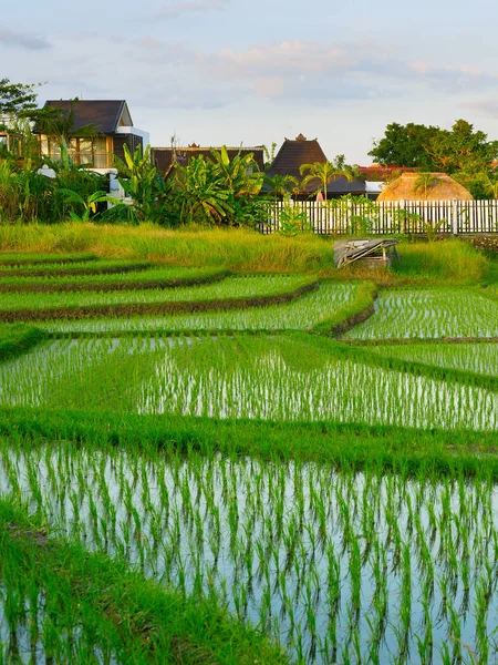 Vily Balijském Rýžová Pole Při Západu Slunce Ostrov Bali Indonésie — Stock fotografie