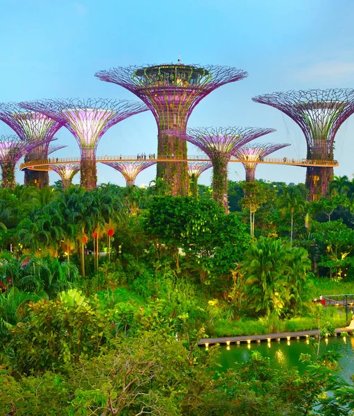 新加坡 2017年1月15日 海湾花园的黄昏景观 庭院由海湾在世界建筑节被加冠了年的世界大厦2012 — 图库照片