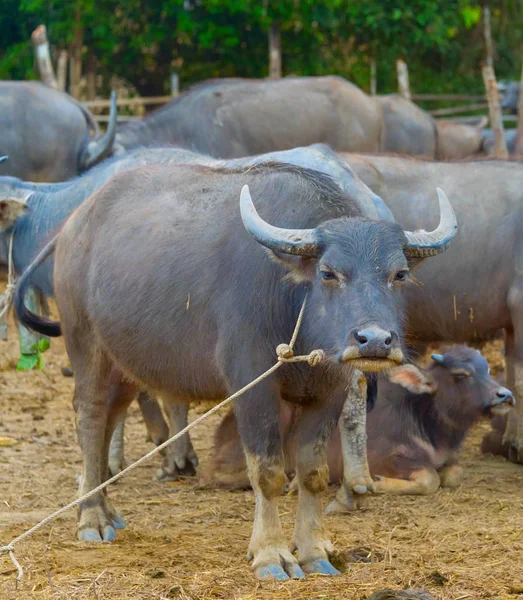 Close Beeld Van Kudde Buffels Pai Thailand — Stockfoto