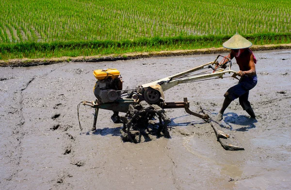 Mężczyzna Pracujący Pola Ryżu Ciągnika Gorący Słoneczny Dzień Wyspa Bali — Zdjęcie stockowe