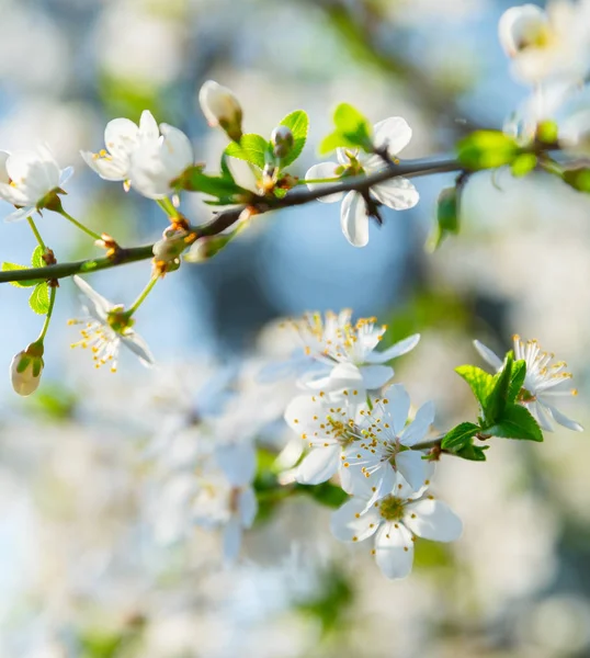 Цветы Почки Цветы Ветви Абрикоса Весной — стоковое фото