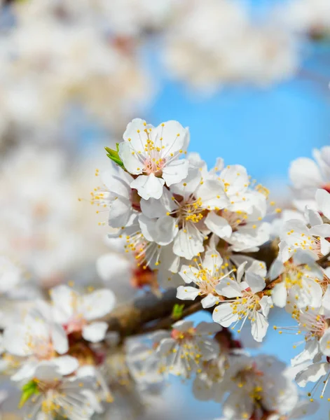 Цветущие цветы весеннее время — стоковое фото