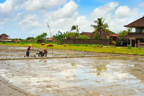 Bali rizs területén dolgozó férfi — Stock Fotó