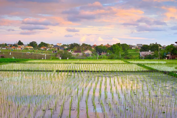 Západu slunce na obloze Bali rýžových polí — Stock fotografie