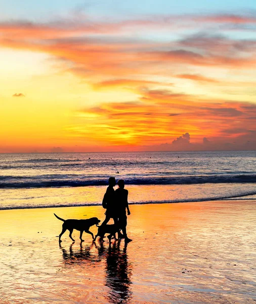 Para chodzenie psy, zachód słońca Bali — Zdjęcie stockowe