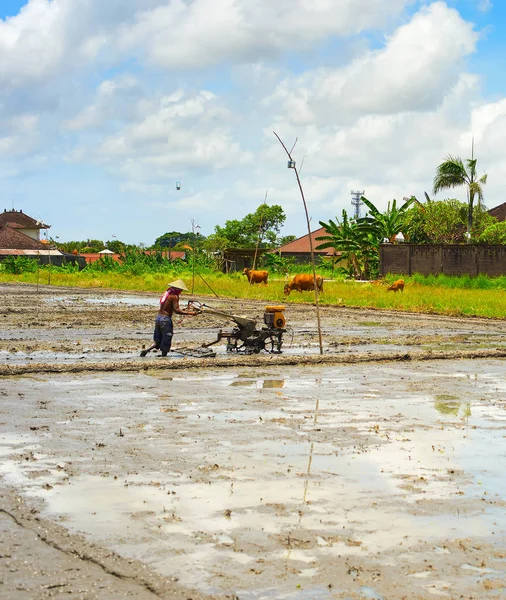 Hombre trabajando en el campo de arroz Bali —  Fotos de Stock