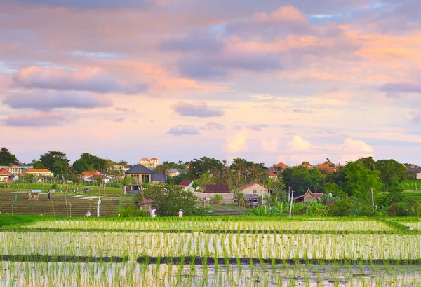 Cielo atardecer campos de arroz Bali — Foto de Stock