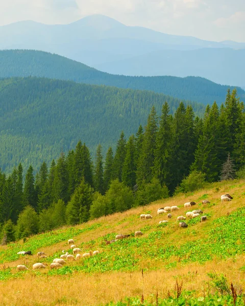羊の群れを牧草地に放牧 — ストック写真