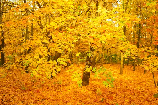 Belle automne forêt automne fond de chute — Photo