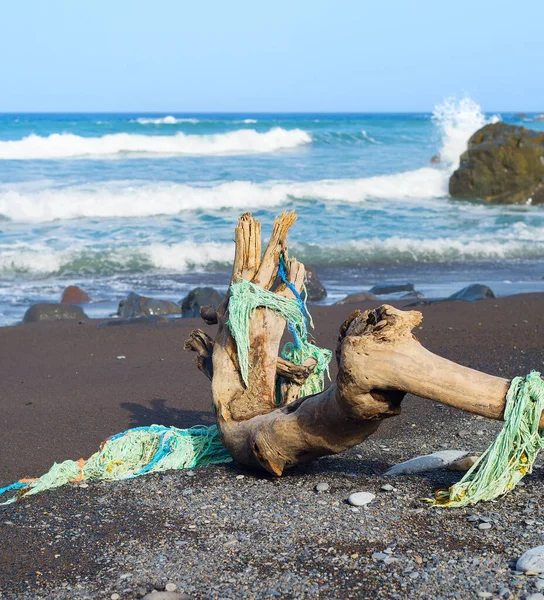 Vecchio Albero Sulla Spiaggia Con Delle Reti Pesca Isola Madeira — Foto Stock