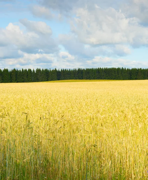 Ландшафт Пшеничным Полем Готов Посеву Утреннем Свете Эстония — стоковое фото