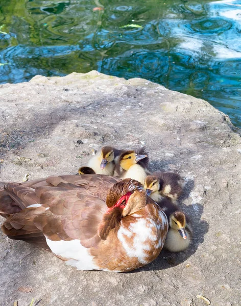 Ducks Family Pond Crimea Peninsula Ukraine — Stock Photo, Image