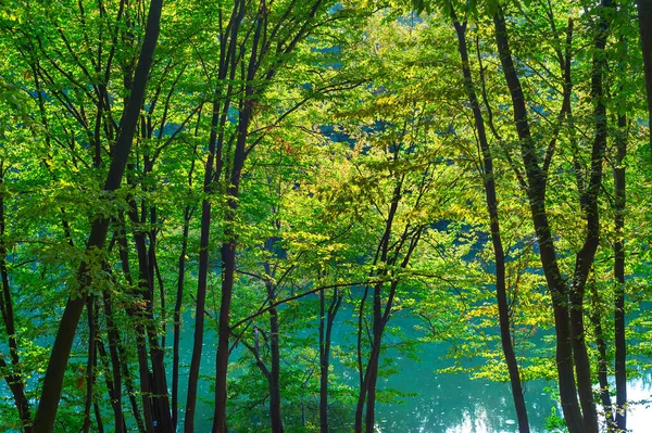 Bela Paisagem Com Lagoa Árvores Luz Fundo — Fotografia de Stock