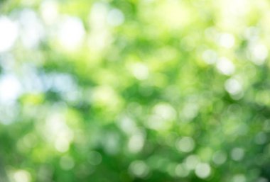 Güneş ışınları ile parlak yeşil bokeh arka plan