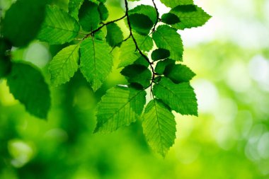 Dallar yeşil yaprakların görünümü Kapat