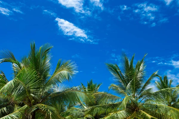 Palmeras Contra Cielo Azul Nublado — Foto de Stock