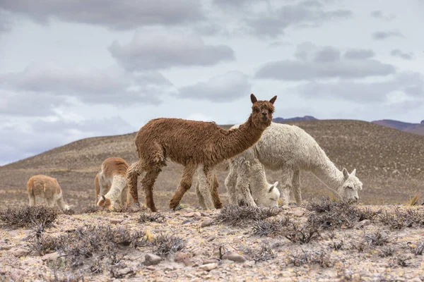 Domácí Lamy Pohoří Peru — Stock fotografie