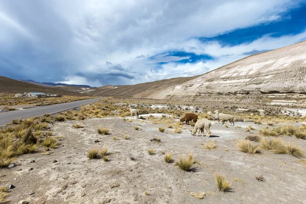 페루의 안데스 산맥에서 — 스톡 사진