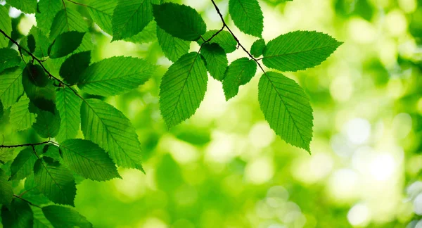 Vue Rapprochée Des Feuilles Vertes Sur Les Branches — Photo