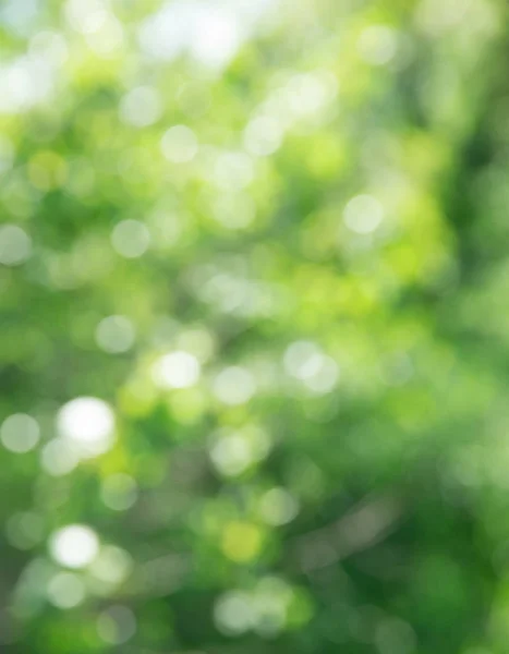 Helder Groene Bokeh Achtergrond Met Zonnestralen — Stockfoto