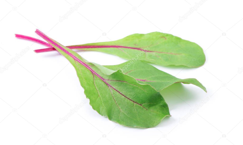 Three green leaves of salad isolated on white background