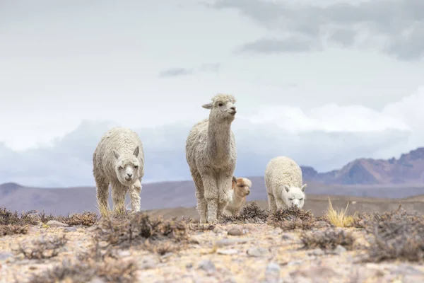 Lamas Andes Mountains Peru — Stock Photo, Image