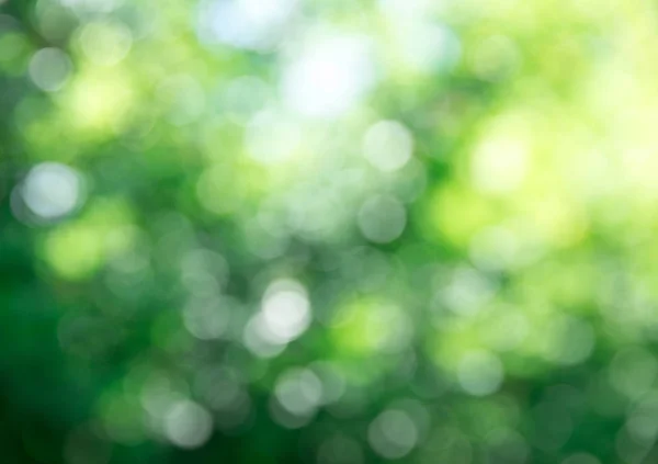 Groene Bokeh Achtergrond Zonlicht — Stockfoto