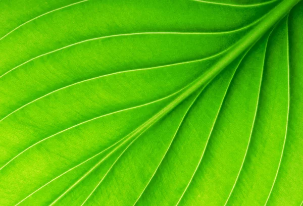背景としての緑の葉の質感 — ストック写真
