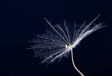 Su damlası siyah bir arka plan ile karahindiba tohum görünümü kapatın. Makro doğa.