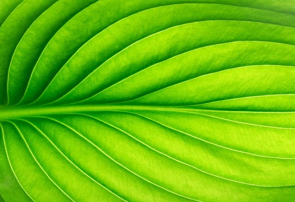 Texture Una Foglia Verde Come Sfondo — Foto Stock