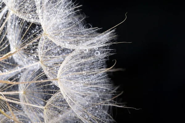 Graines Pissenlit Avec Des Gouttes Eau Sur Fond Noir Macro — Photo