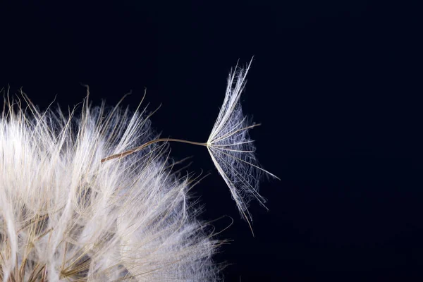 Semi Tarassaco Sfondo Nero Vista Vicino Macro Della Natura — Foto Stock