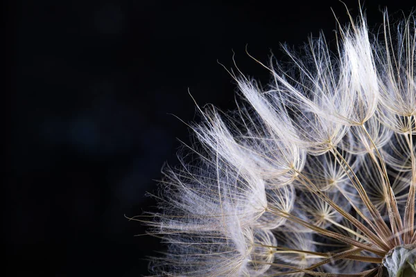 Dandelion Seeds Black Background Close View — Stock Photo, Image