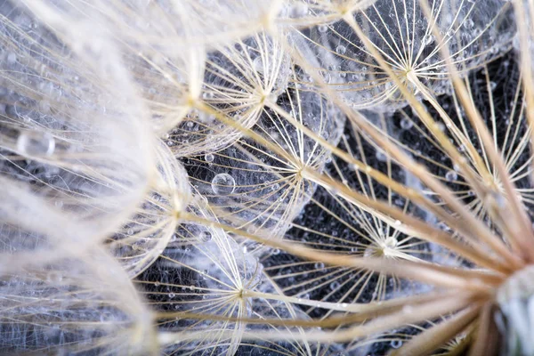 Macro Foto Van Paardebloem Zaden Met Waterdruppels — Stockfoto