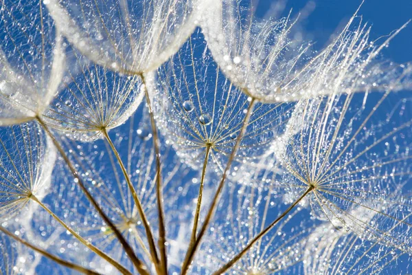 Semi Tarassaco Con Gocce Rugiada Mattutine Contro Cielo Blu — Foto Stock