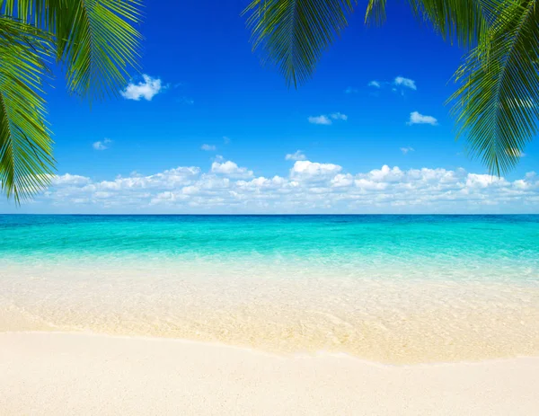 arka plan üzerinde plaj ve tropikal deniz