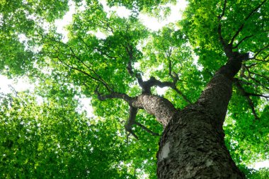 Orman ağaçları. doğa yeşil ahşap güneş ışığı arka planı